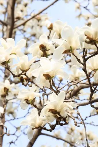 说明: 640?wx_fmt=jpeg&wxfrom=5&wx_lazy=1&wx_co=1