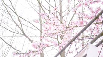 说明: 640?wx_fmt=png&wxfrom=5&wx_lazy=1&wx_co=1