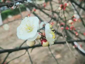 说明: 640?wx_fmt=jpeg&wxfrom=5&wx_lazy=1&wx_co=1
