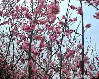 说明: 640?wx_fmt=jpeg&wxfrom=5&wx_lazy=1&wx_co=1