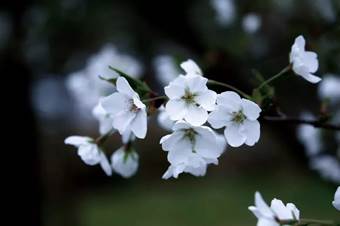 说明: 640?wx_fmt=jpeg&wxfrom=5&wx_lazy=1&wx_co=1