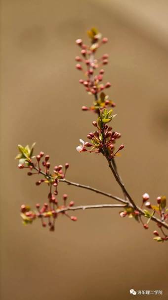说明: 640?wx_fmt=jpeg&wxfrom=5&wx_lazy=1&wx_co=1